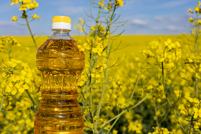 Canola plant in bloom representing canola seed oil and its connection to chronic inflammation